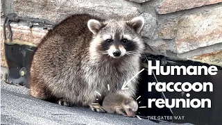 Mother Raccoon is Eager to Retrieve Her Babies