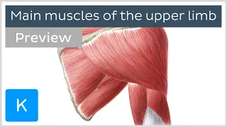 Main muscles of the upper limb (preview) - Human Anatomy | Kenhub