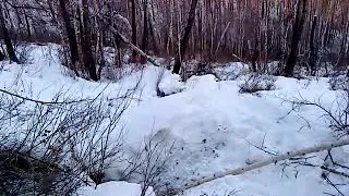 Охота в Сибири на медведя.