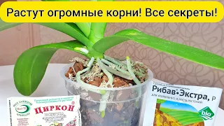 Огромные КОРНИ орхидеи || ЦИРКОН и РИБАВ для орхидеи