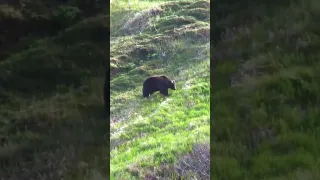 HUGE 10 FOOT Brown Bear Shot in Alaska