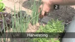 How and When to Harvest Spring Onions