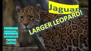 Jaguar facts 🐆 only living member of the genus Panthera native to the Americas