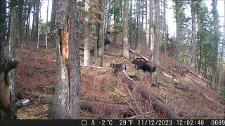 Trail Camera Video May 17, 2024