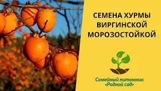 Семена хурмы виргинской, выращивание морозостойких саженцев в Украине. Вырастить дерево из косточки