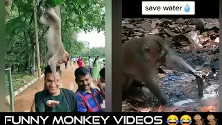 Funniest Animals | Funny Monkey Videos | Funny Animal Videos | Funny Animal Fights | Monkey Fights