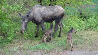 MOOSE IN OUR YARD! - [Living In Alaska 158]