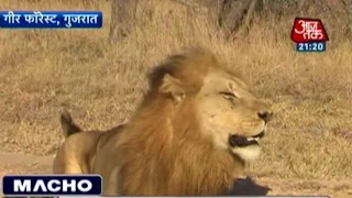 India's Asiatic Lion Population Rising