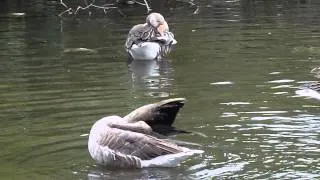 Greylag Geese Bathing and Preening
