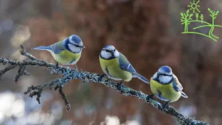 Хор синиц Звуки природы для души