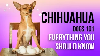 Chihuahua Dogs 101: Everything You Should Know