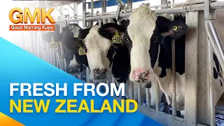 Paraan ng pag-export ng dairy products mula sa New Zealand | Now You Know