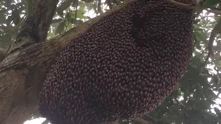 Honey bees defensive wave against wasps