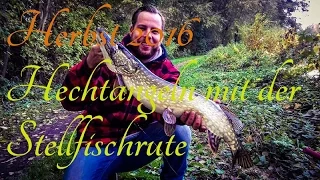 Mit Köderfisch auf Hecht( Stellfischrute), Herbst 2016