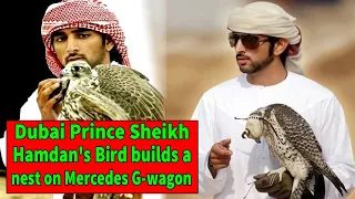 Dubai prince sheikh hamdan's bird builds a nest on mercedes G-wagon.