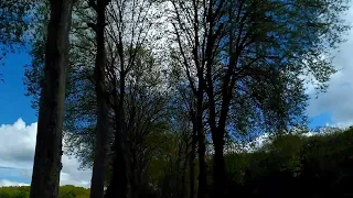 Chemin Arboré Printanier : Ciel Bleu, Chants d'Oiseaux, Belle Verdure, 432Hz.