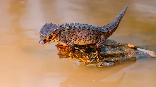 Crocodile Skink: The World of Exotic Reptiles! 🌿🦎