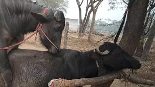 Buffalo female and Pada male jabardast meeting