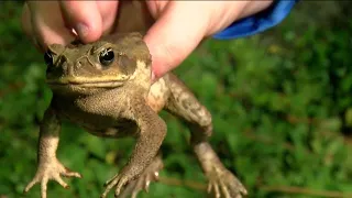 Celebrities smoke toxic toad venom in alarming trend