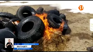 Солтүстік Қазақстанда төрт-түлік белгісіз аурудан қырылып жатыр