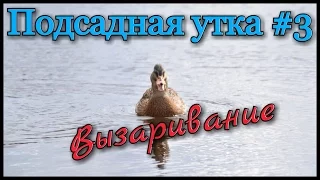 Подсадная утка и охота с ней #3. Как правильно подготовить подсадную утку к охоте.Советы начинающим.