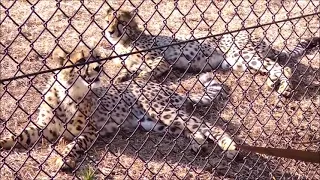 【鳴き声あり】チーター（ズラヤと子ども達）@千葉市動物公園20220113