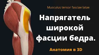 Напрягатель широкой фасции бедра. Musculus tensor fasciae latae. 3D  анатомия