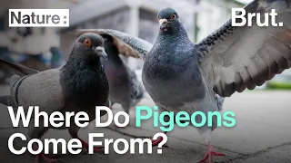 Where Do Pigeons Come From?