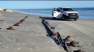 Hurricanes unearth mysterious structure on Florida beach
