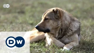 My Favorite: Georgian shepherd dog | Global 3000