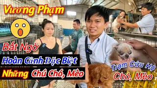 Vương Phạm Bất Ngờ Trước Hoàn Cảnh Đặc Biệt Của Những Chú Chó, Mèo ở Trạm Cứu Hộ Đầy Tình Thương