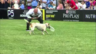 Flying Disc 3rd Place - Incredible Dog Challenge 2015 Gray Summit, MO