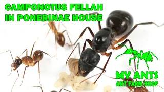 Ant Farm for  Camponotus fellah (formicarium/nest for ants)