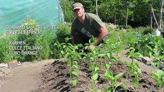 Sadim paprike u vrt, dodajem svoj kalcificirani kompost