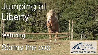 Palomino Horse Jumping at Liberty (featuring Sonny)