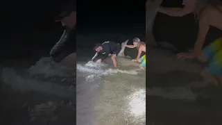 Giant Hammerhead Catch and Release