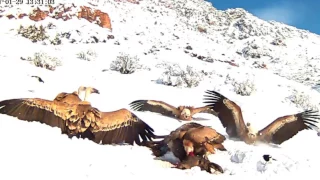 Caucasus Mountains, Armenia 2017-01-29 seven Vultures