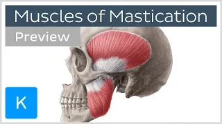 Muscles of mastication (preview) - Origin, insertion, functions - Human Anatomy | Kenhub