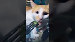 Cat hates broccoli