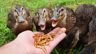 Ducklings Love Mealworms!