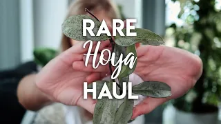 They Arrived! | Rare Hoya Haul!