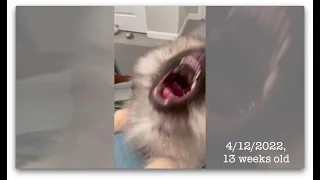 Keeshond Puppy Ginga - Barking compilation, 8 - 15 weeks!