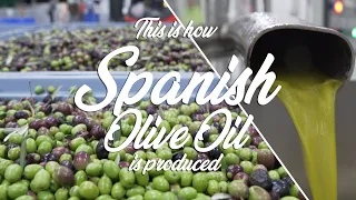 This is how olives are harvested in Andalucia and Spanish olive oil is produced in Málaga.