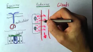 Endocrine 1, Exocrine and endocrine glands