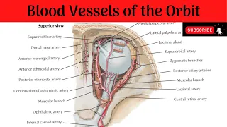 Blood vessels of the Orbit | Ophthalmic artery & branches | Superior & Inferior Ophthalmic Veins