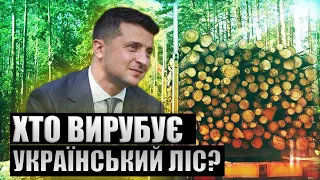 Вирубка лісів – ракова пухлина Карпат