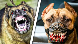 10 Most Dangerous & Banned Dog Breeds In the World!