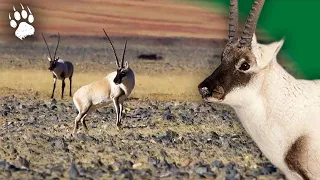 Mission Naissance : L'Antilope Tibétaine en Péril - Documentaire animalier - HD - AMP