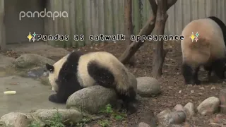 Funny panda moments #88