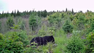 Black bear inspecting a game trail